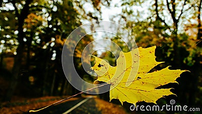 Autumn maple leaf resting on the glass of the car, in the background road in the woods Stock Photo