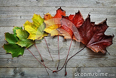 Autumn Maple leaf transition Stock Photo