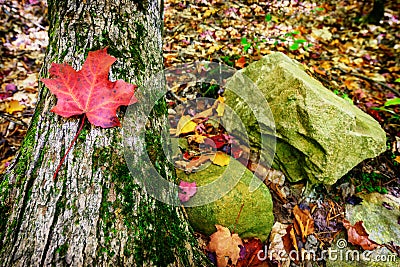 Autumn Maple Leaf on a Tree Trunk in a Rocky Forest Stock Photo