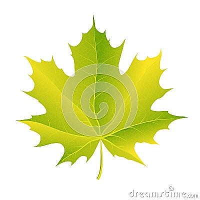 Autumn maple leaf vector on a white background Vector Illustration