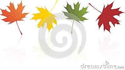 Autumn maple leaves Vector Illustration