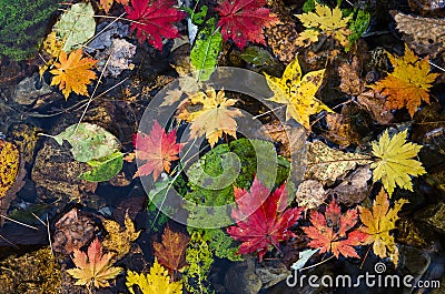 Autumn, maple leaves, autumnal foliage Stock Photo