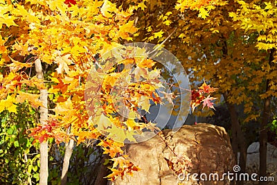 Autumn maple leaves close up background. Acer truncatum, Shantung maple. Fall colors Stock Photo