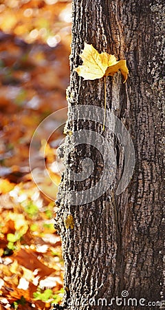 Autumn Maple leaves Stock Photo