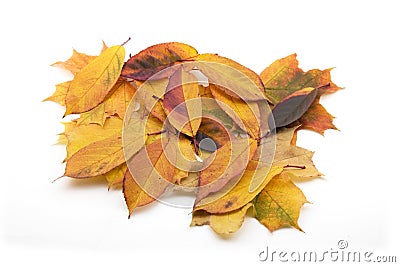 Autumn maple leaves isolated Stock Photo