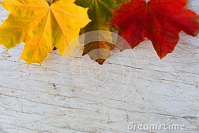 Autumn maple leaves lie on a white table Stock Photo