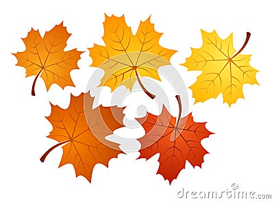 Autumn maple leaves of various colors. Vector illu Vector Illustration