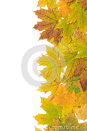 Autumn maple leaves on a white background Stock Photo