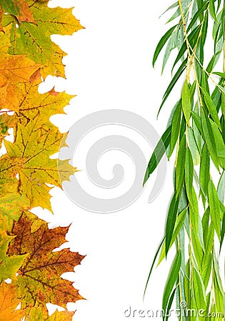 Autumn maple leaves and willow on a white background Stock Photo