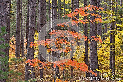 Autumn Maple in Pines Stock Photo