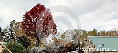 Autumn Maple Scenery at Lake Akan Town 3 Stock Photo