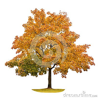 Autumn maple tree isolated on white background Stock Photo