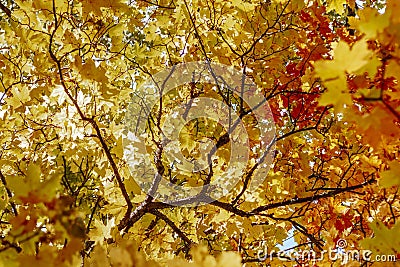 Autumn maple trees with bright yellow leaves Stock Photo