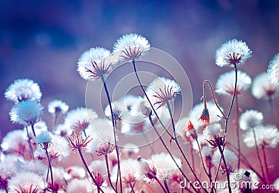 Autumn meadow plants during sunset Stock Photo