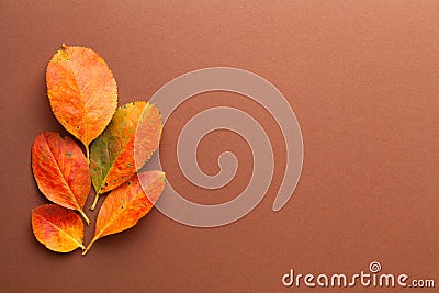 Autumn Minimal Composition With Fresh Orange Leaves Stock Photo