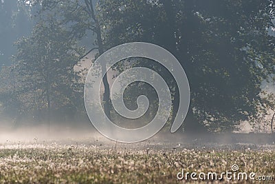 Autumn mists rising over the meadows in the morning. Stock Photo