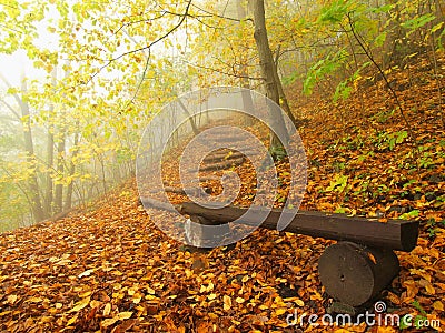 The autumn misty and sunny daybreak at beech forest, old abandoned bench below trees. Fog between beech branches. Stock Photo