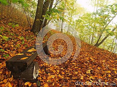 The autumn misty and sunny daybreak at beech forest, old abandoned bench below trees. Fog between beech branches. Stock Photo