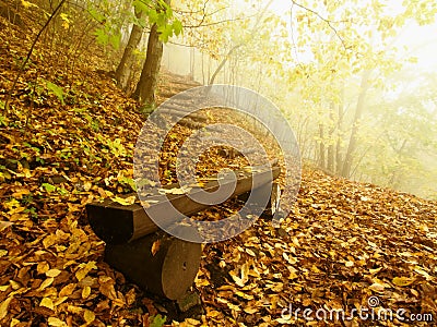 The autumn misty and sunny daybreak at beech forest, old abandoned bench below trees. Fog between beech branches without leaves. Stock Photo