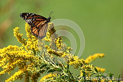 Autumn Monarch Stock Photo