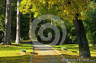 Autumn morning scene in Topcider park, wind blows and leaves are falling Stock Photo