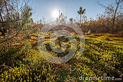 Autumn moss closeup nature background Stock Photo