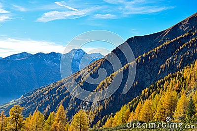 Autumn mountains with yellow fir trees. Stock Photo