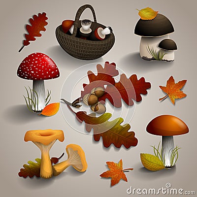 Autumn mushrooms and oak leaves. Vector Illustration