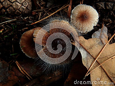 Autumn mushrooms toadstool a pile Stock Photo