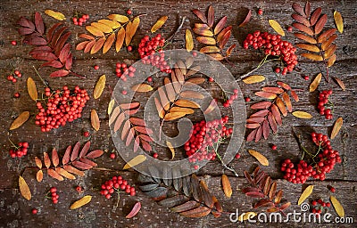 Pattern from rowan colorful leaves and berries laid out on natural tree bark background. Stock Photo