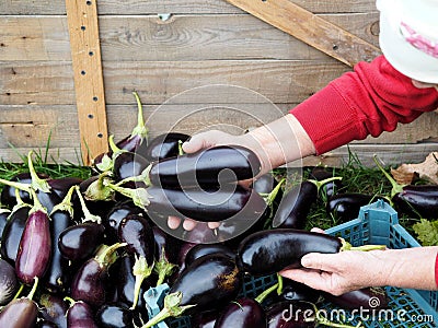 Autumn natural background. An elderly woman stacks freshly picked eggplants on a natural wooden background.Harvesting vegetables Stock Photo