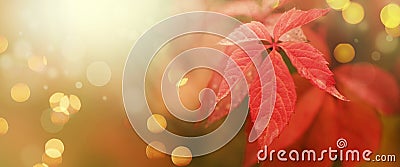 Autumn natural background with red and yellow leaves, fall bright landscape, banner, place for text Stock Photo
