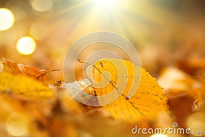 Autumn nature background. Fall abstract autumnal background Stock Photo