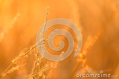 Autumn nature background.Grass stalks in the sun. Field grass stems in sunset sunlight.Autumn sunset. Stock Photo