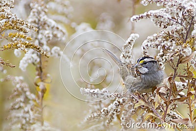 Autumn nature background - White-throated sparrow bird Stock Photo