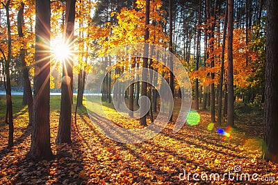 Autumn nature landscape with bright sunbeams. Colored trees in sunlight in forest. Autumn forest. Fall nature Stock Photo