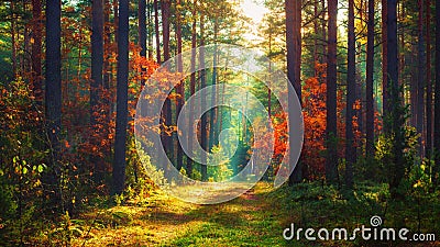 Autumn nature landscape of colorful forest Stock Photo