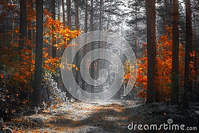 Autumn nature landscape. Colorful forest in sunlight. Scenery fall. Scenic ivid trees in woodland. Fall season Stock Photo