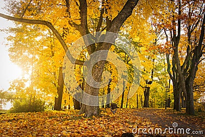 Autumn nature landscape in colorful park. Yellow foliage on trees in alley. Fall in october. Stock Photo