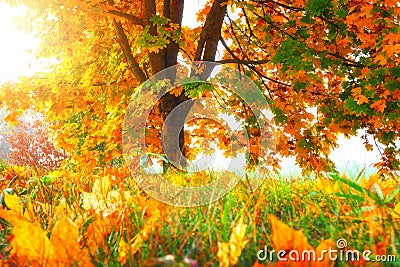 Autumn nature landscape. Colorful tree. Yellow leaves. Golden colored tree. Fall Stock Photo