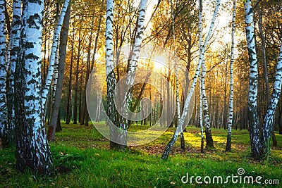 Autumn nature landscape. Autumn forest. Birch trees in sunlight. Sunny evening in birch forest Stock Photo