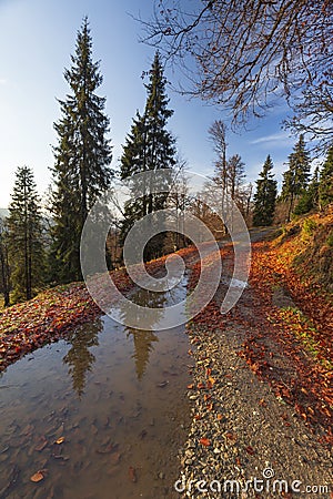 Autumn nature landscape in rodnei mountains with trees, sky and clouds in the morning Stock Photo