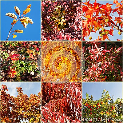 Autumn nature palette. Collage. Stock Photo