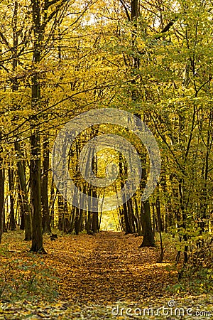Autumn nature path trough broadleaf forest Stock Photo