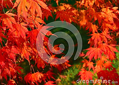 Autumn nature red leaves backdrop Stock Photo