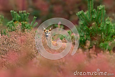 Autumn in nature. Roe deer, Capreolus capreolus, chewing green leaves, beautiful blooming meadow with many white and yellow flower Stock Photo