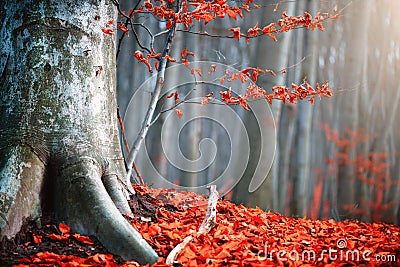 Autumn nature scene. Fantasy fall landscape. Beautiful autumnal park with red leaves and old trees Stock Photo