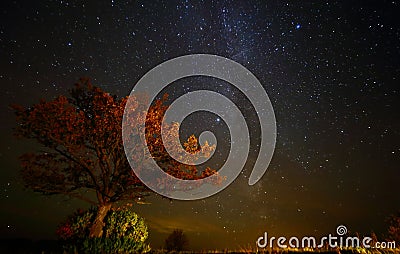 Night sky landscape with old oak Stock Photo