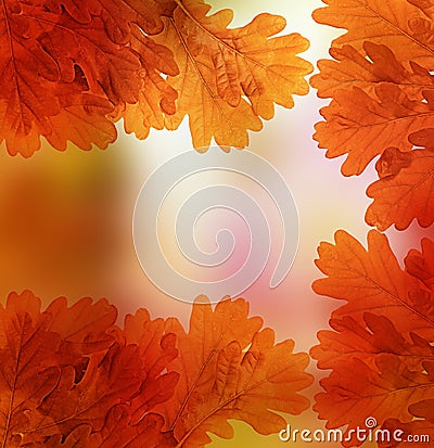 Autumn oak leaves Stock Photo