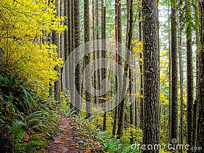 Autumn in the Oakridge hills, west Cascades Stock Photo